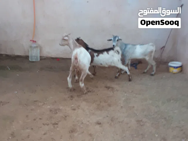 تلاته عناق  كرديه علي بدل عشار تلاته شهور