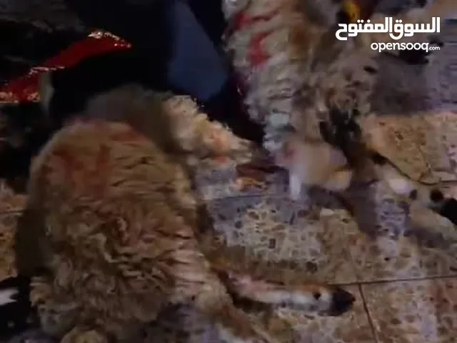 ذبح الذبائح جزارة ذبح وصلخ وتقطيع الخراف والماعز والأبقار والجاموس والابل والنعام