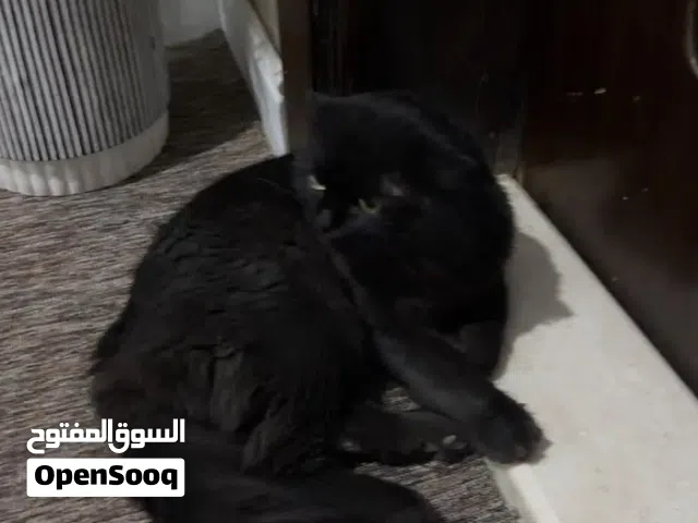 قط للتبني ًً