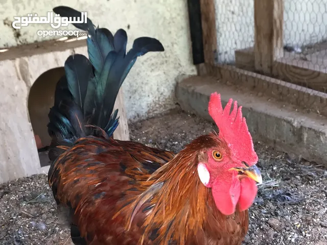 Young Hand Raised Rooster for sale