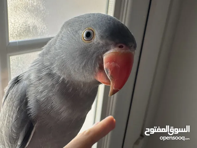 ببغاء الدره الرمادي الحجم الكبير
