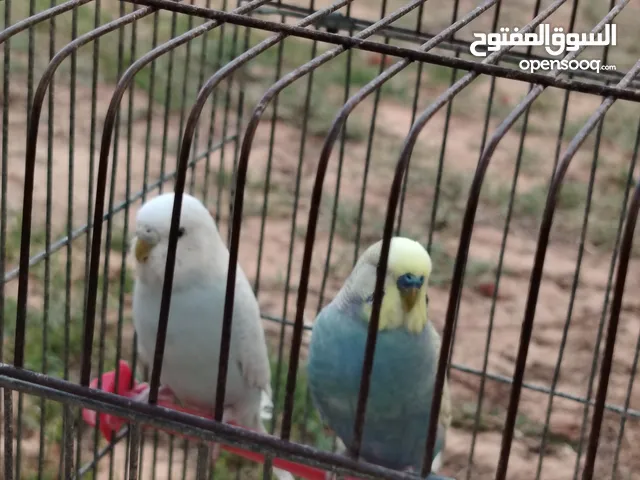 كوبية بقلينو