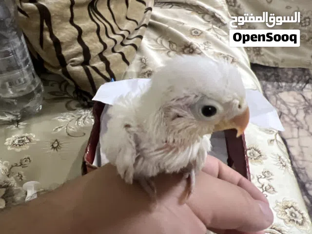 سلام عليكم.  افراخ غنادير زق