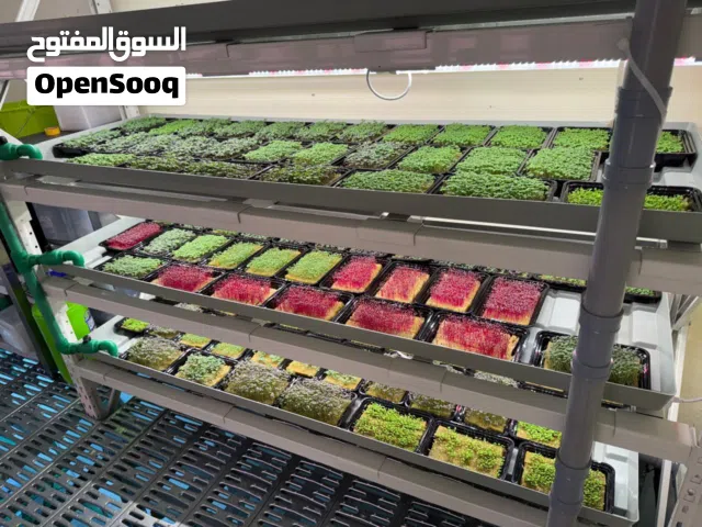 Fully equipped and operational Hydroponics farm in musaffah