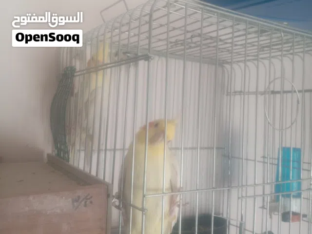 جوز كوكتيل او لا البدل