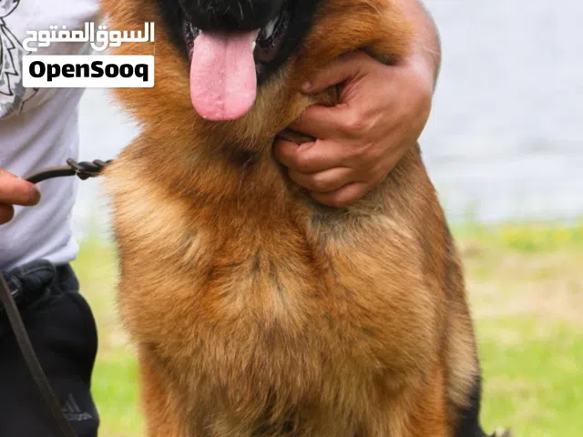 نثيه 5 شهور بنت هذا البطل