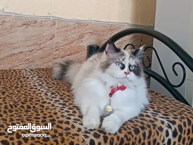 بسم الله ما شاء الله انثى راغدول مميزه ونضيفه حامل