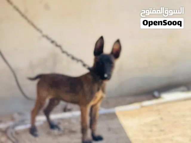 ملينوا اصلي