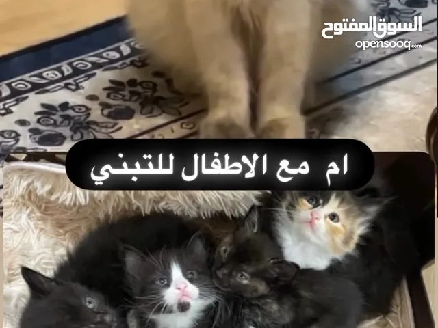 قطة انثى مع اطفالها للتبني