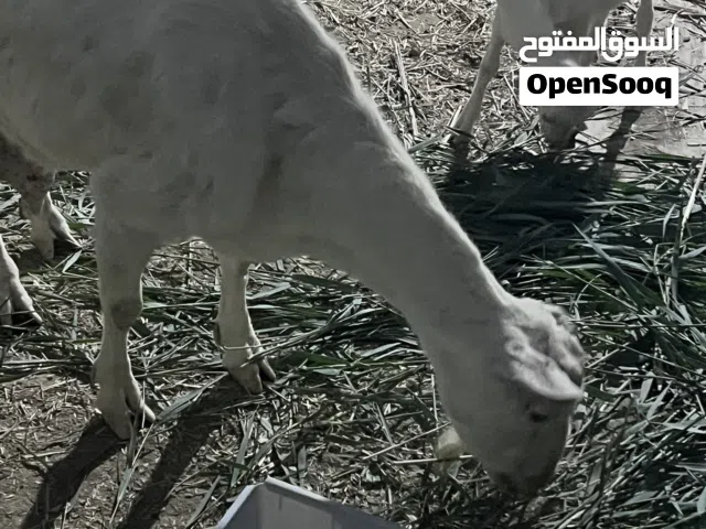 ماعز سانين 3نثايه
