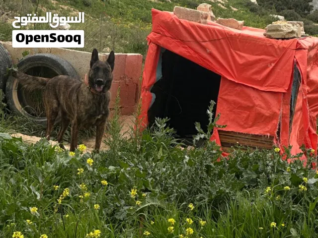 دوتش شبيرد
