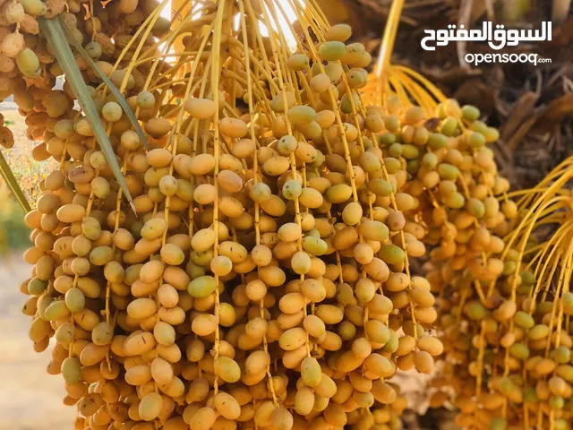 بلح حليوي للبيع
