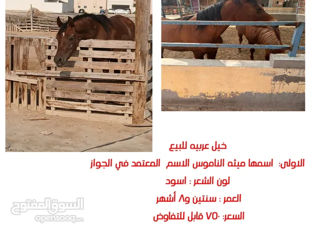 خيول عربيه للبيع