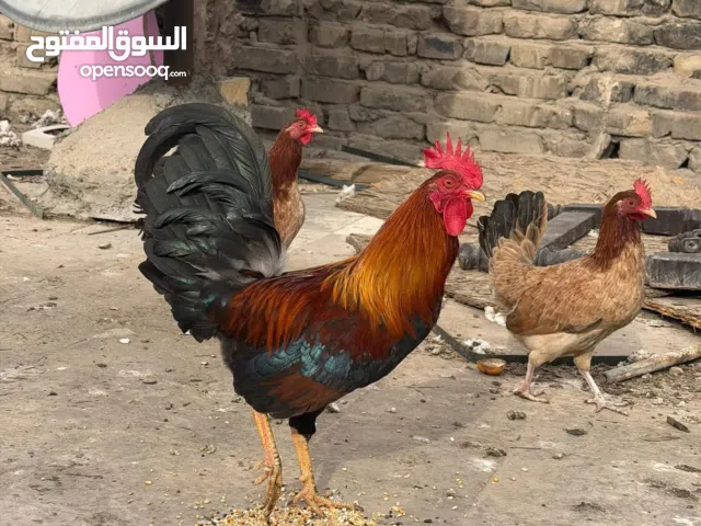 فراخ باكستاني للبيع