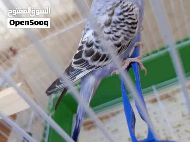 عصفور بقلينو