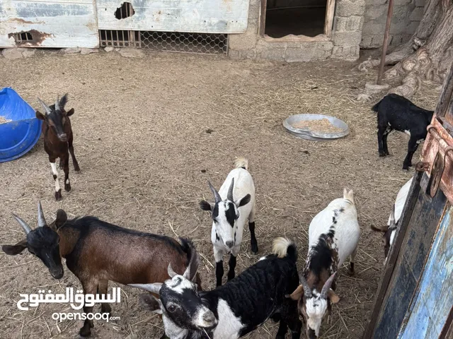 عرض آخر يومين على آخر الكميه فوصه ما تتفوت تيوس يمنيات