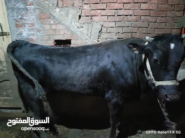 عجل بقري بلدي اسود للاضحيه
