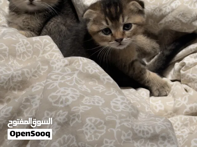 سكوتش فولد ذكور