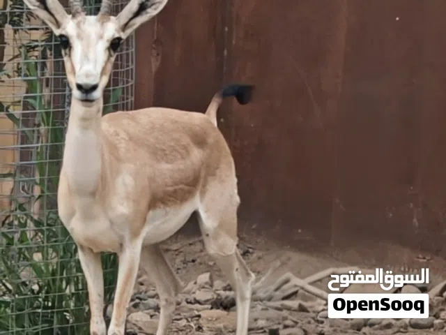 للبيع غزال الريم سن الانتاج بحاله ممتازة جداً وعره