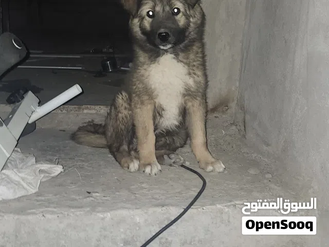 جرو قوقازي العمر