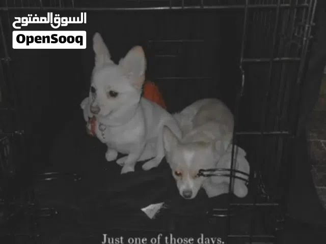 كلب شيواو نثيه