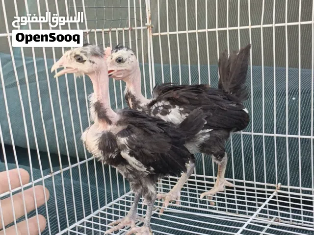 متاح زوج افراخ ابو ركيبه. العمر شهر