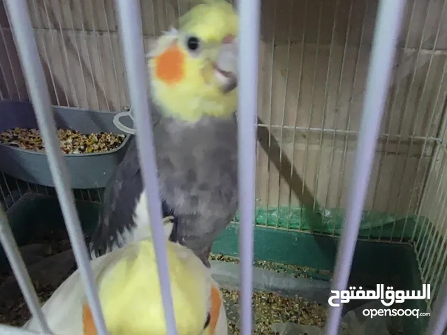 مجموعه طيور البيع كامل