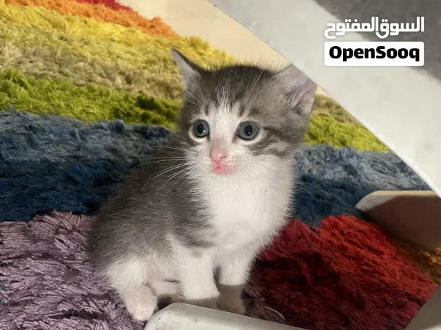 للبيع كتن ذكر يحب اللعب
