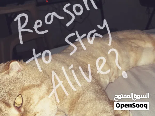 قط ذكر سكوتش فولد هادي ويحب الناس وعمرة سنة وشهرين