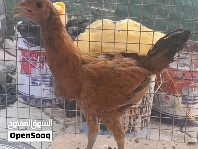 ديك عماني محلي