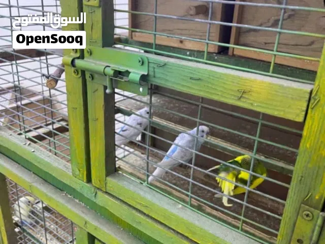 طيور حب بادجي للبيع تركيبات حلوه