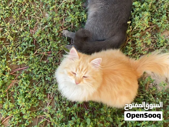 قطط ( ذكر، انثى) للبيع