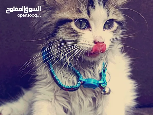 قطة للبيع بسعر 15 دينار