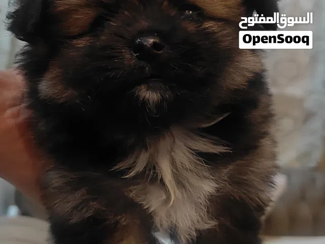 Pomeranian pups
