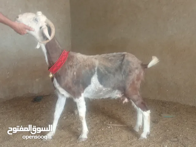 بسم الله الرحمن ارحيم معز فل لحم وسن صغير ضحايه