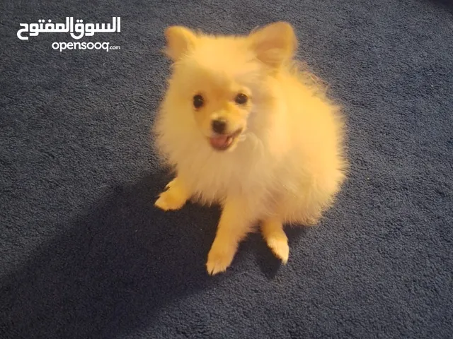 4 شهور ميني بومورونيوم نثبه