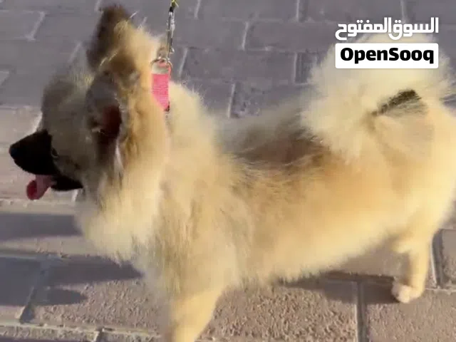 جلبة بومرينيان