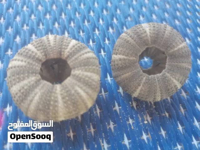 قواقع بالوان زاهبه