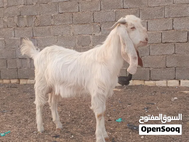زوز جديان واحد يعيد ثنب وواحد لا
