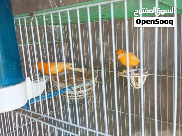 جواز كنار ومخلفين نخب ما شاء الله