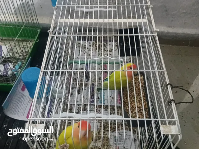 جوز روز وجبة دره