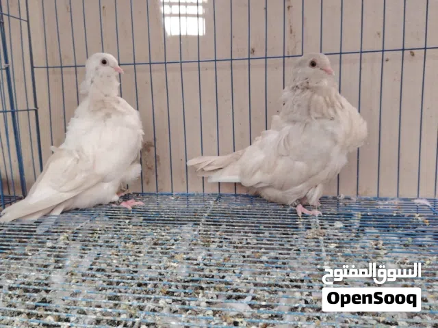 لمن كشكي طبه