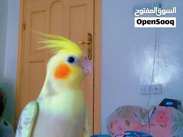 كروان للبيع