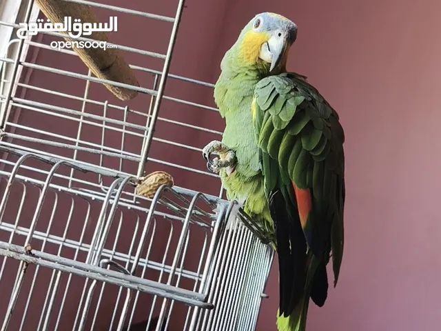 ببغاء اورنج وينج ذكر فحل اليف جدا عجينه ما بعض ثوم كامل ريش كامل بطلع على الايد والكتف وبغرد وبحكي