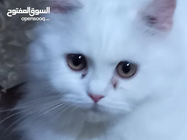 Beautiful Cats adorable cats of different ages soft fur and calm,affectionate
