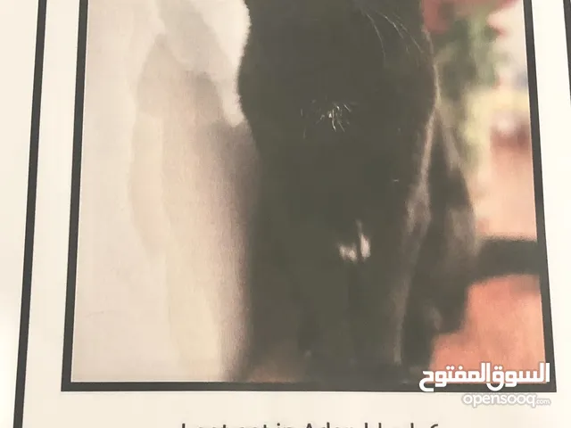 قطه مفقوده lost cat