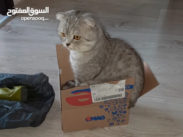 Healthy Scottish Fold Kittens looking for home