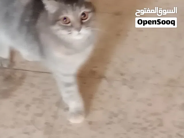 قط سكوتش فولد