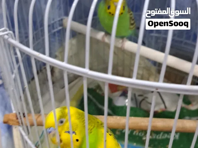 جوز طيور بادجي