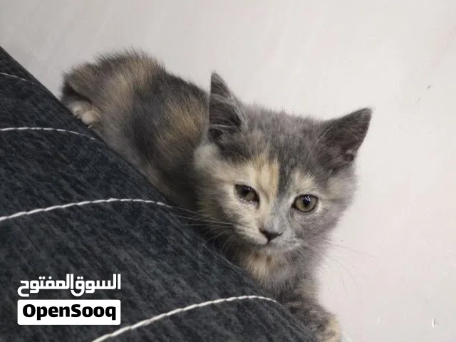 قطط للتبني